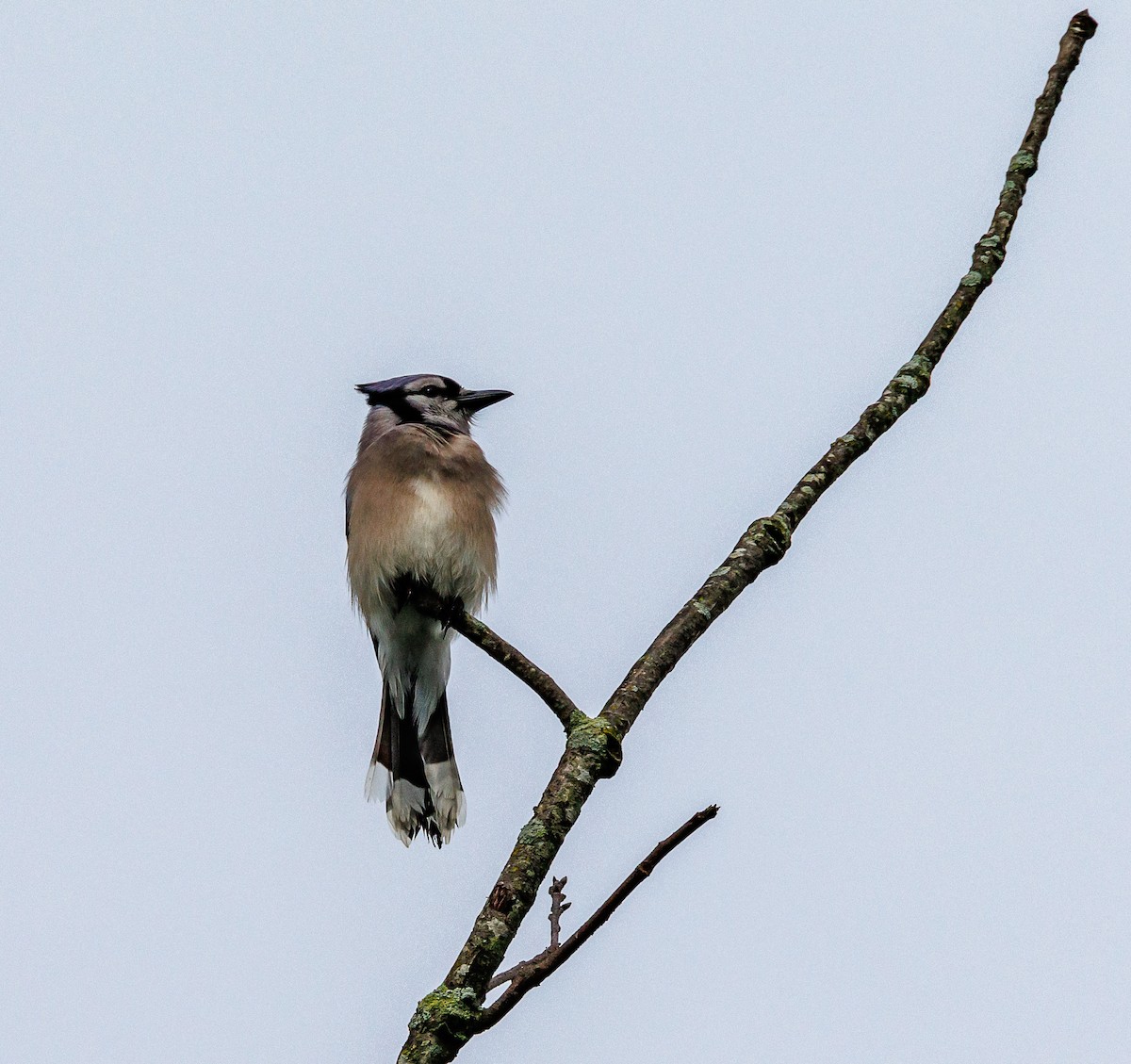 Blue Jay - ML635367403