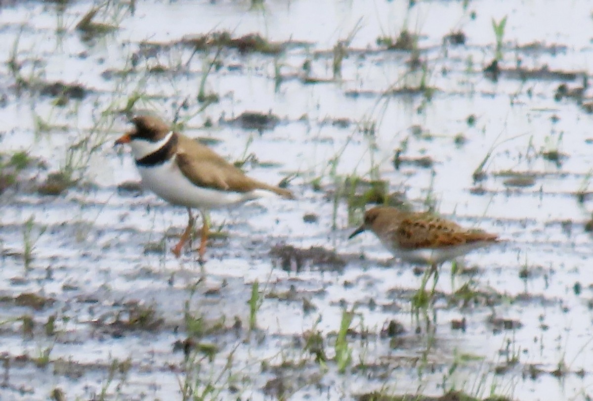 Least Sandpiper - ML635367404