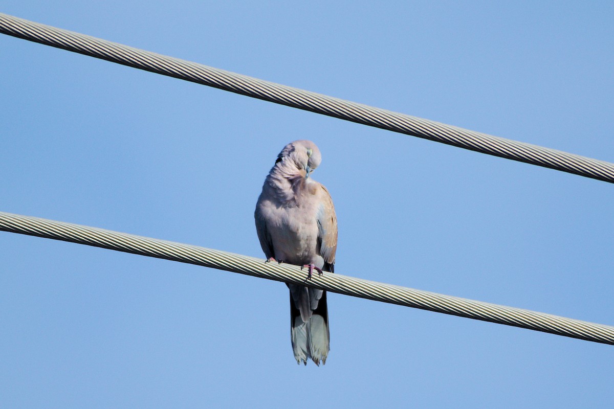 Eurasian Collared-Dove - ML635367405