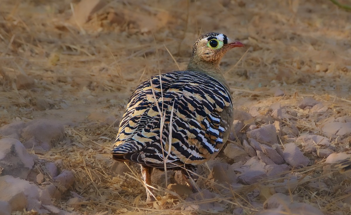 Painted Sandgrouse - ML635367406