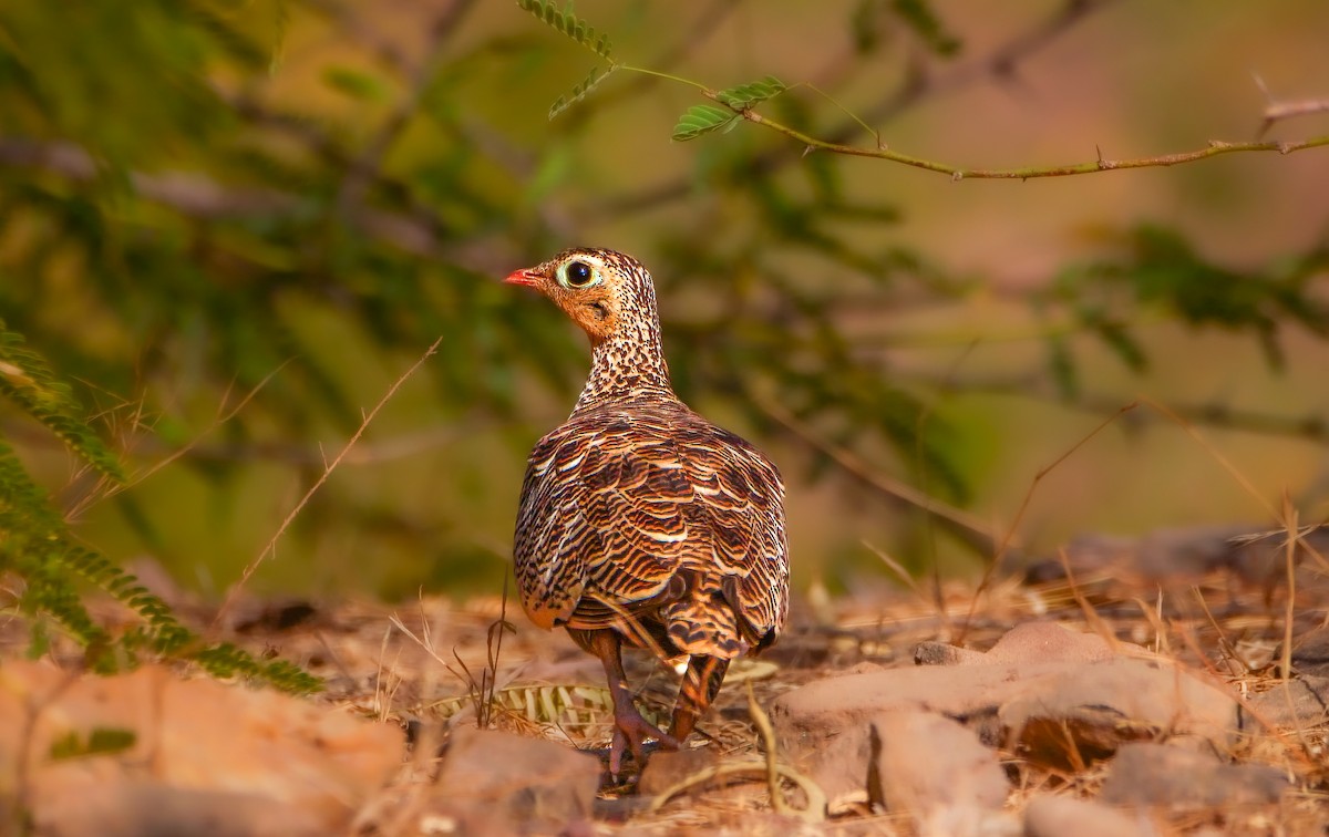 Painted Sandgrouse - ML635367407