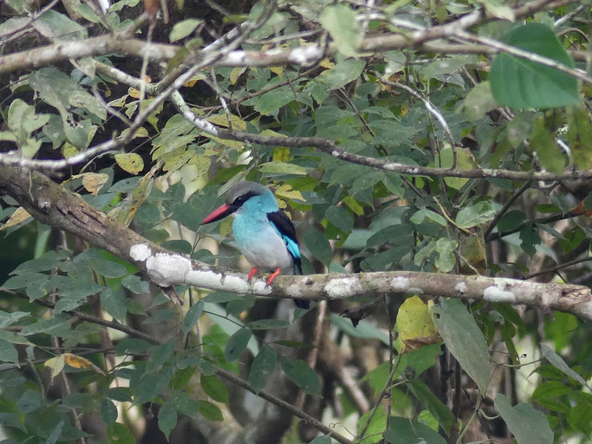 Blue-breasted Kingfisher - Bob Andrews