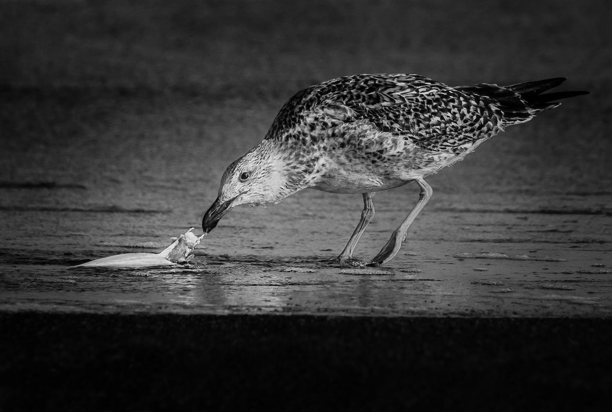 American Herring Gull - ML635367513
