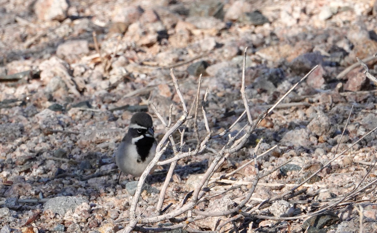 Black-throated Sparrow - ML635367515