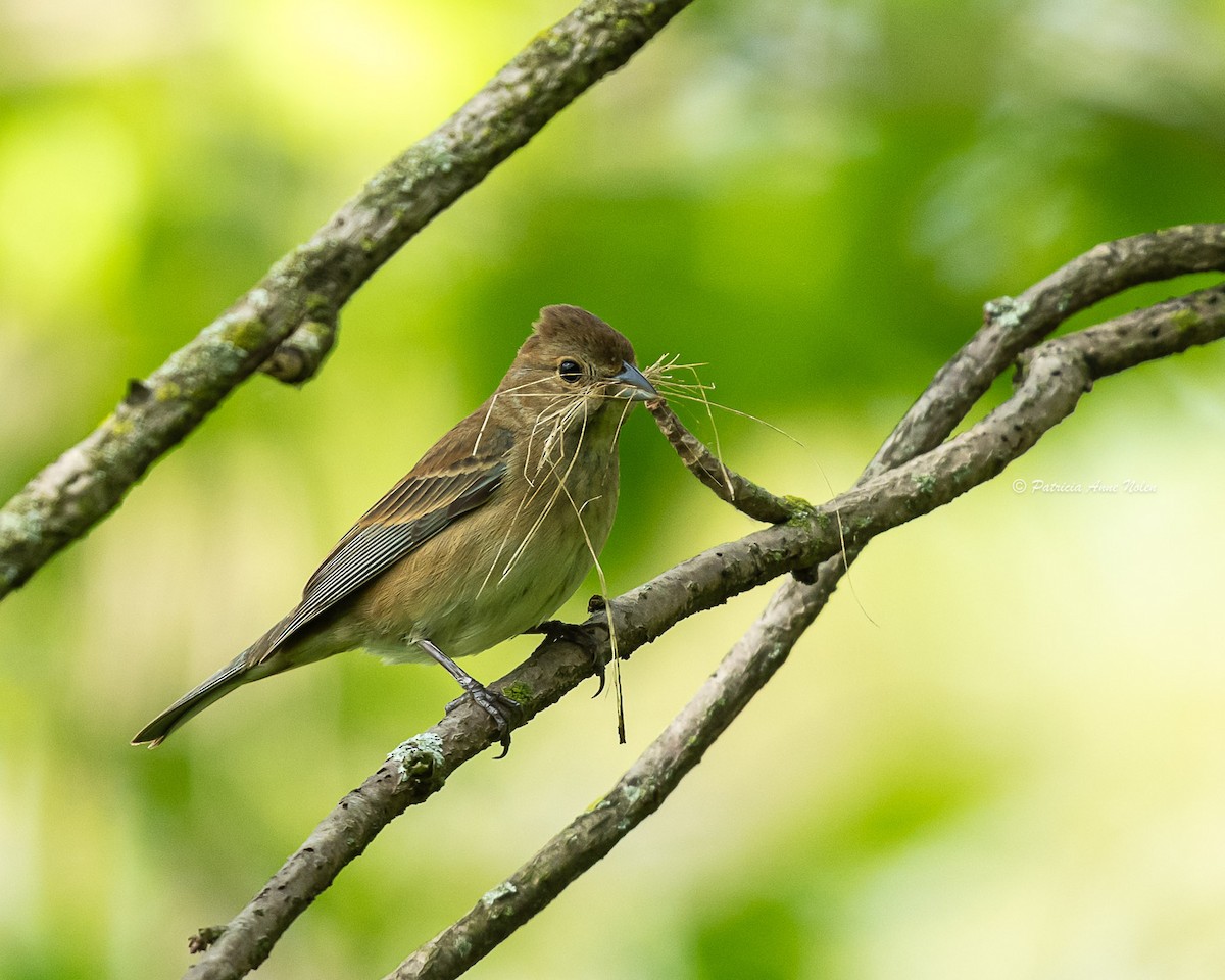Indigo Bunting - ML635367519