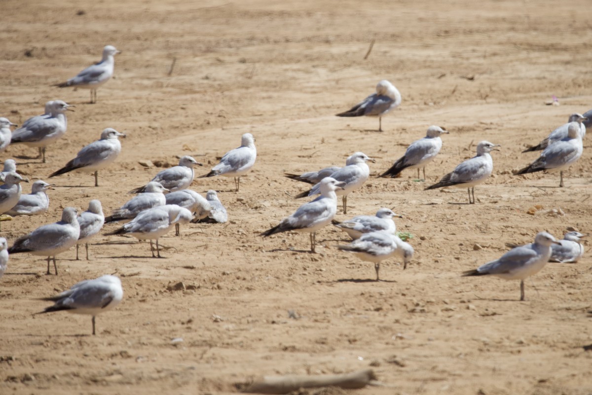 Ring-billed Gull - ML635367522