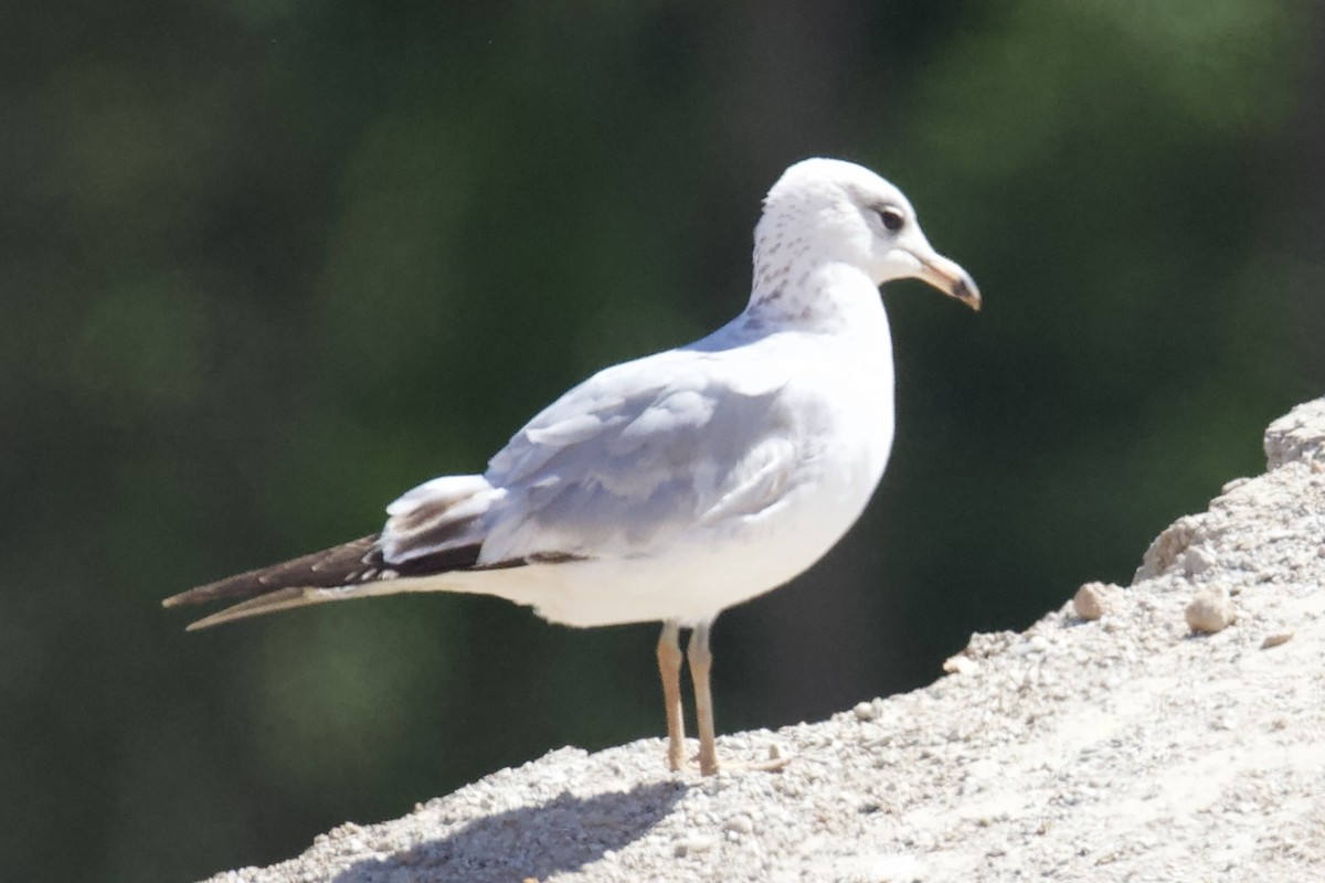 Ring-billed Gull - ML635367523