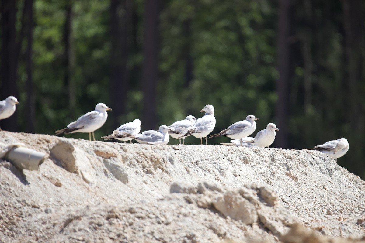 Ring-billed Gull - ML635367524