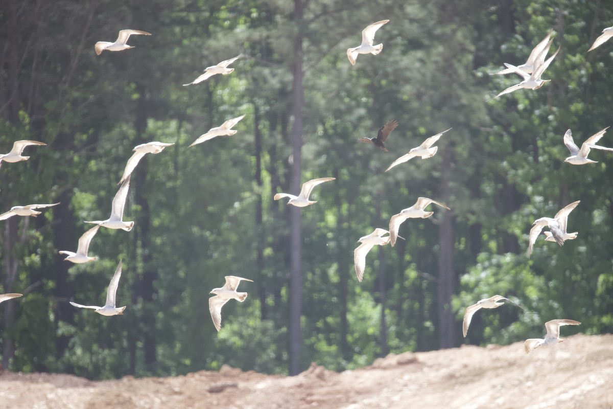 Ring-billed Gull - ML635367552