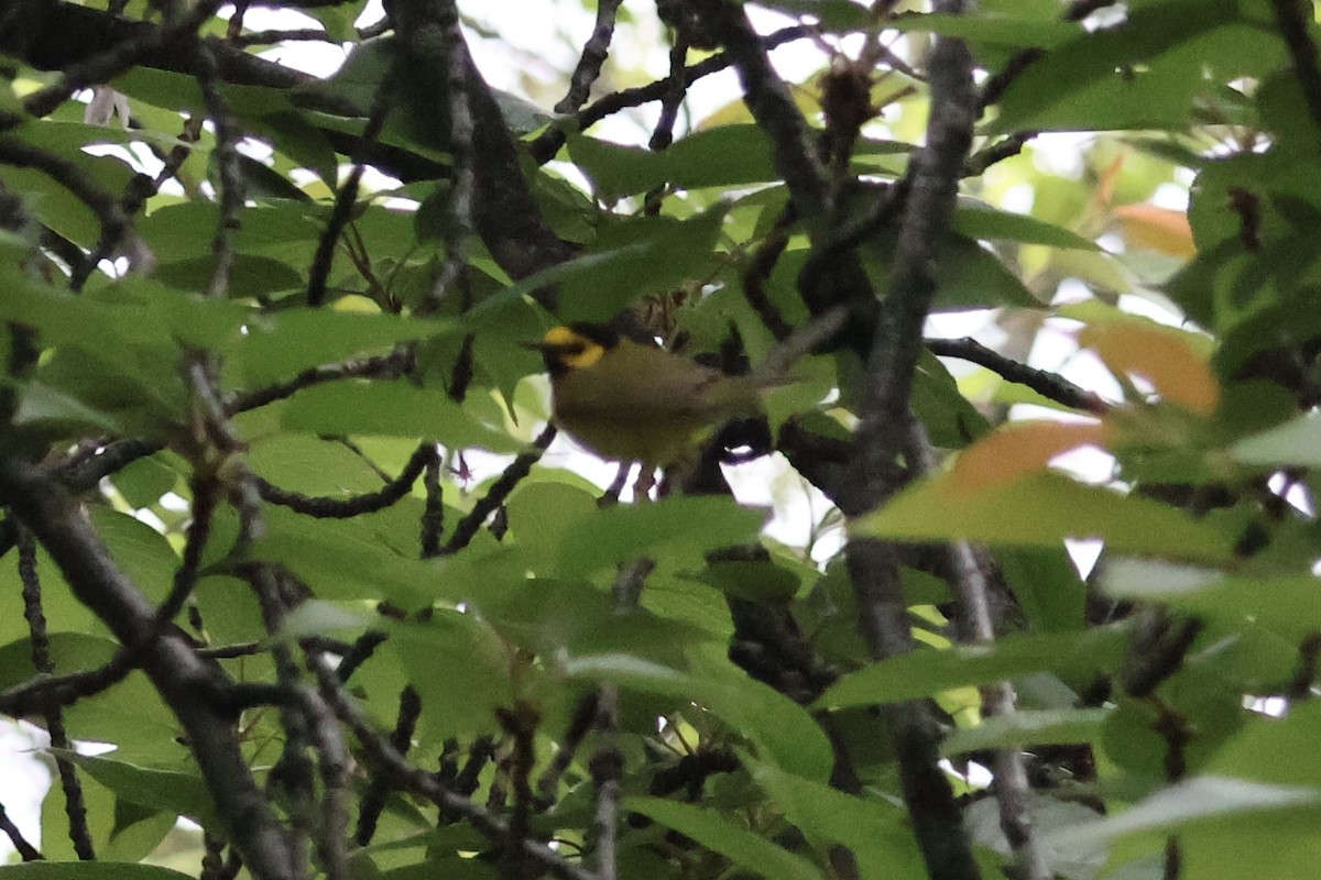 Hooded Warbler - ML635367576