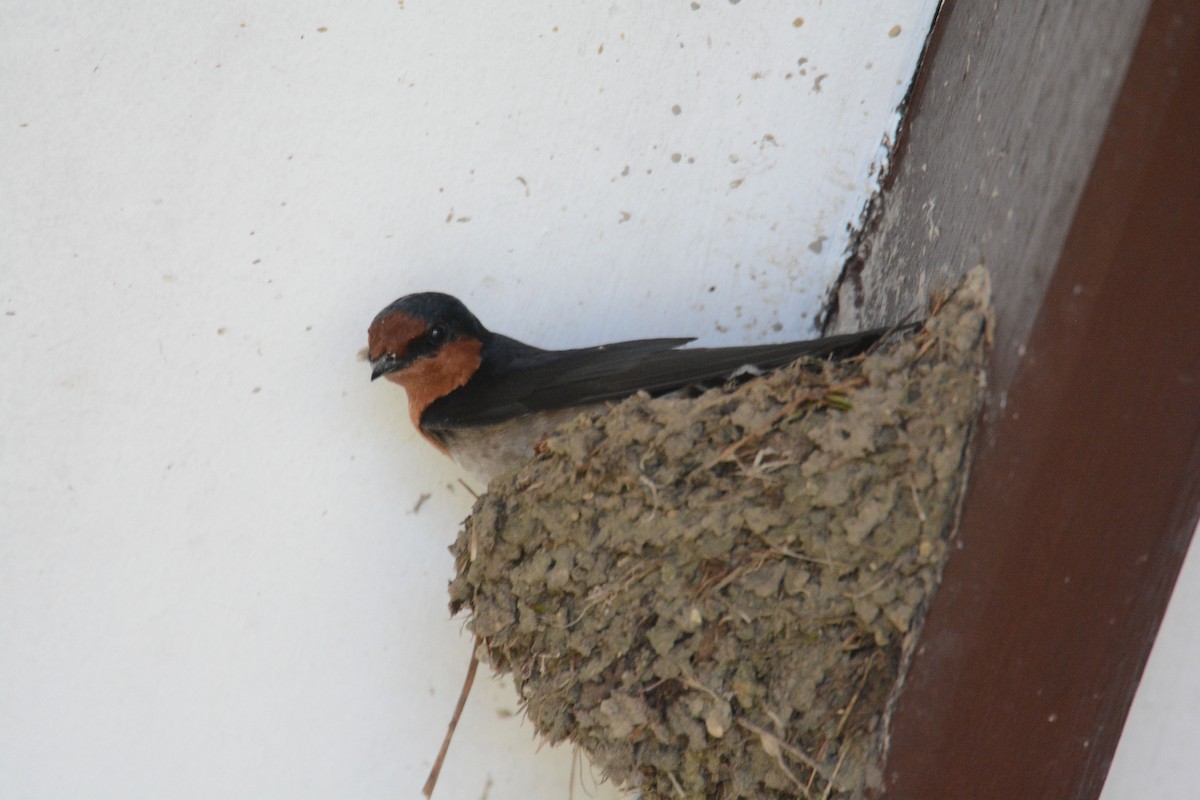 Pacific Swallow - ML635367578