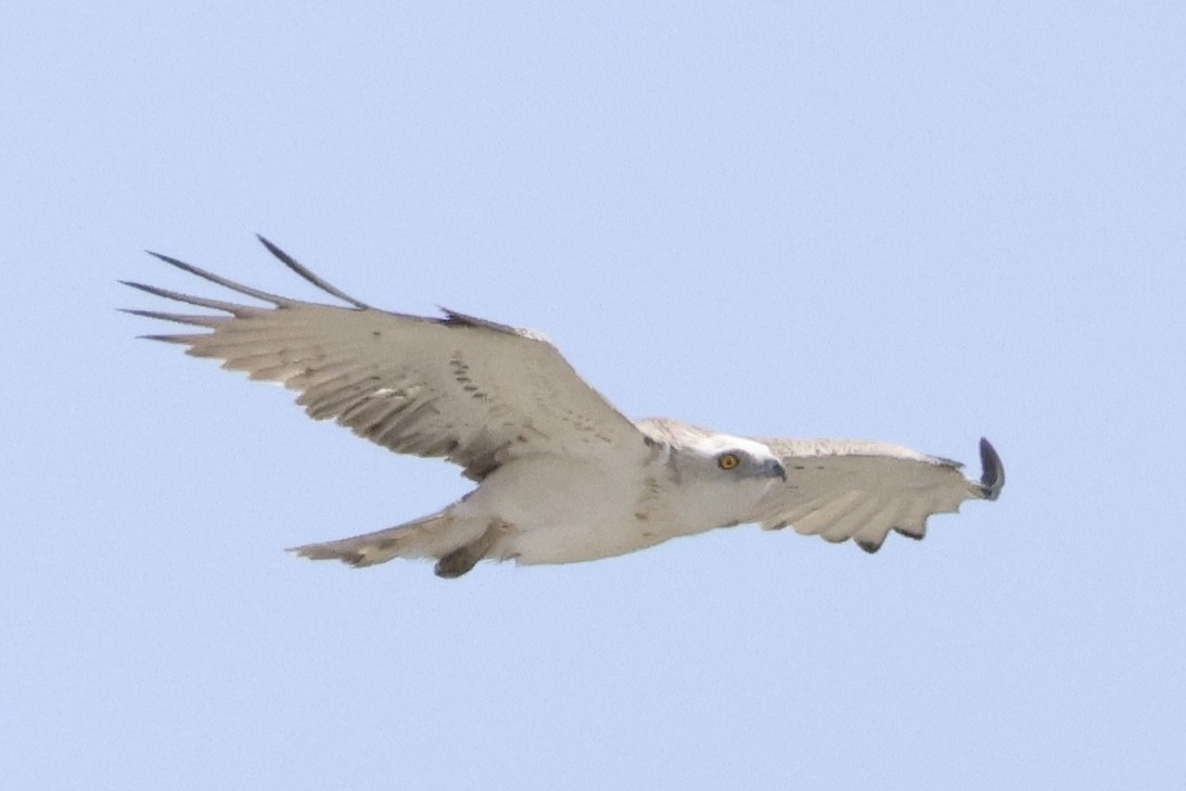 Short-toed Snake-Eagle - ML635367580