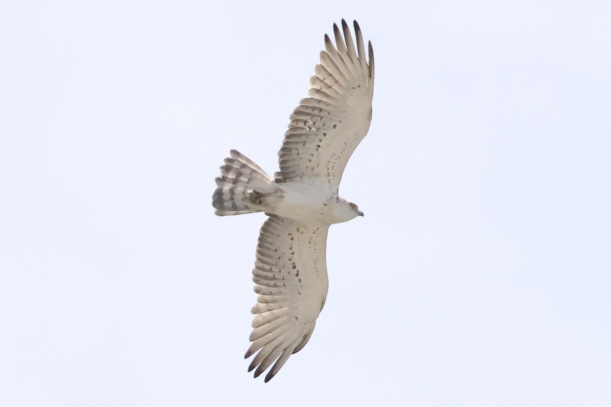 Short-toed Snake-Eagle - ML635367581
