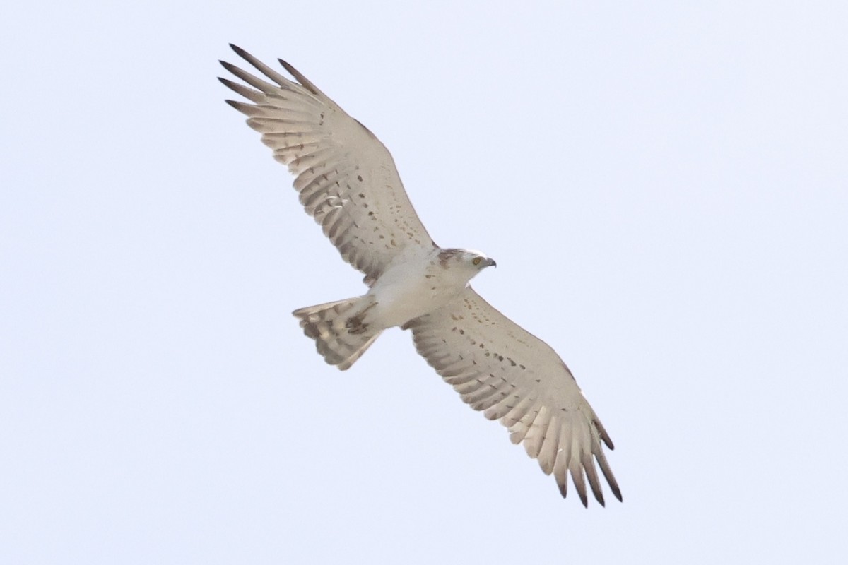 Short-toed Snake-Eagle - ML635367582