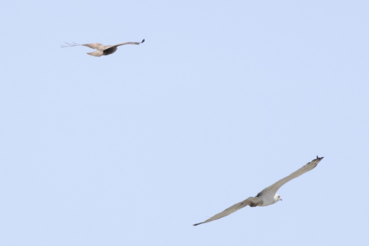 Short-toed Snake-Eagle - ML635367583