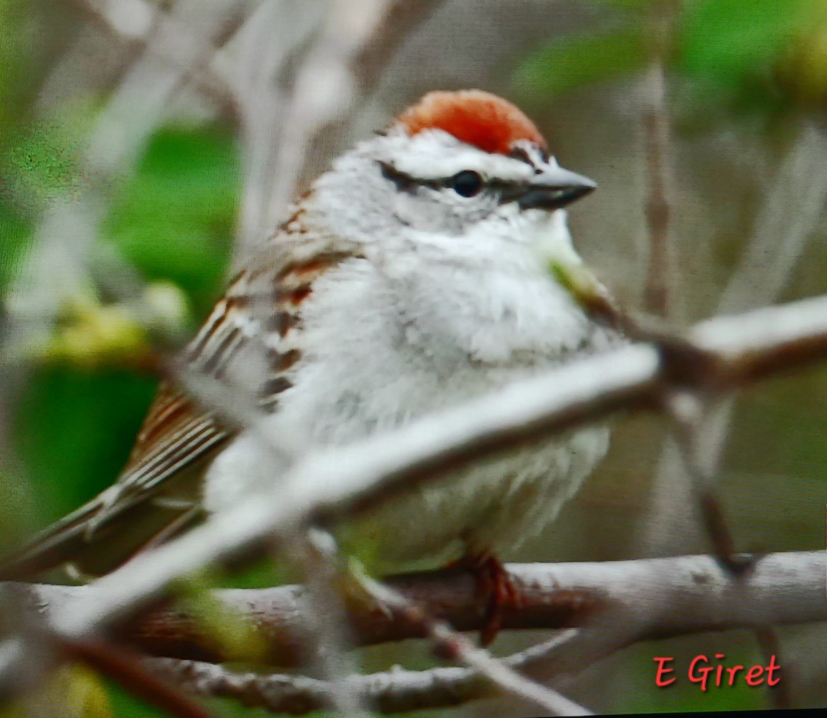 Chipping Sparrow - ML635367596