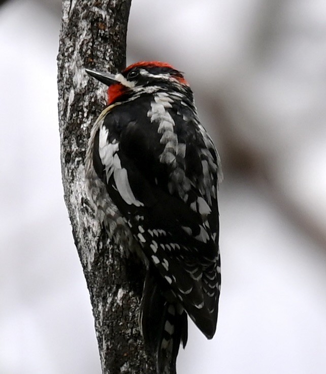 Red-naped Sapsucker - ML635367623
