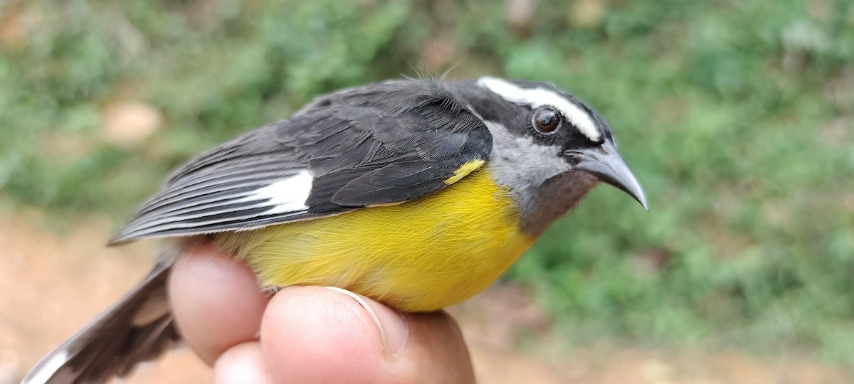 Bananaquit - ML635367657