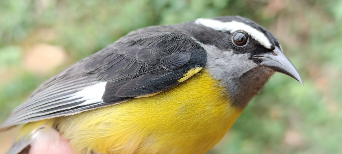 Bananaquit - ML635367658