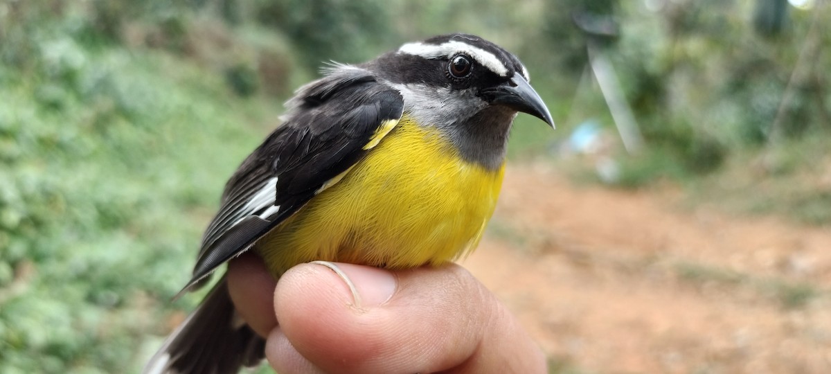 Bananaquit - ML635367659