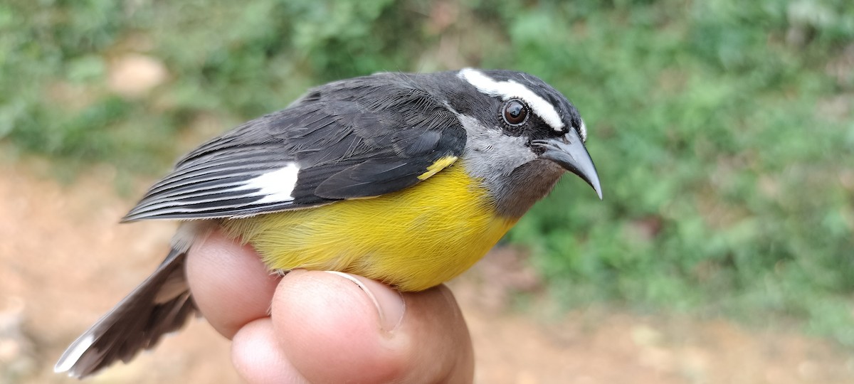 Bananaquit - ML635367660