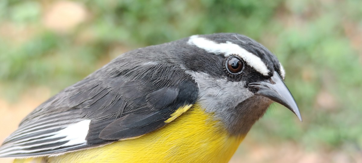 Bananaquit - ML635367661