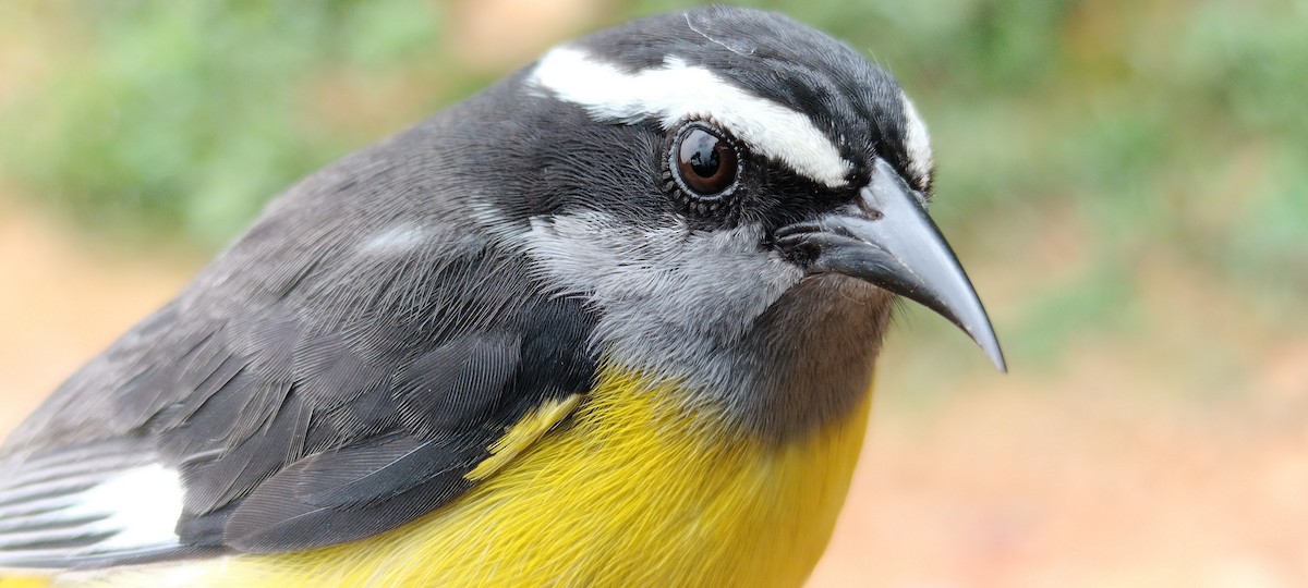 Bananaquit - ML635367662