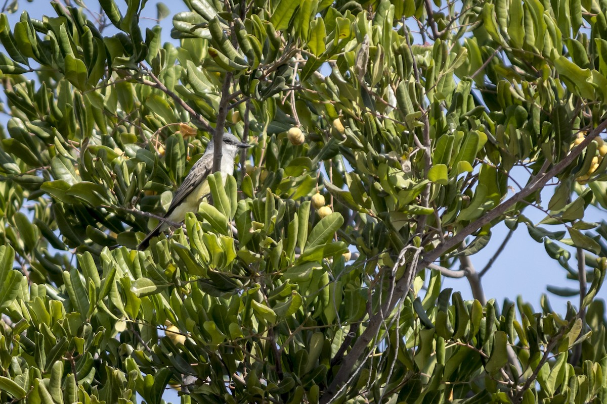 Cassin's Kingbird - ML635367677
