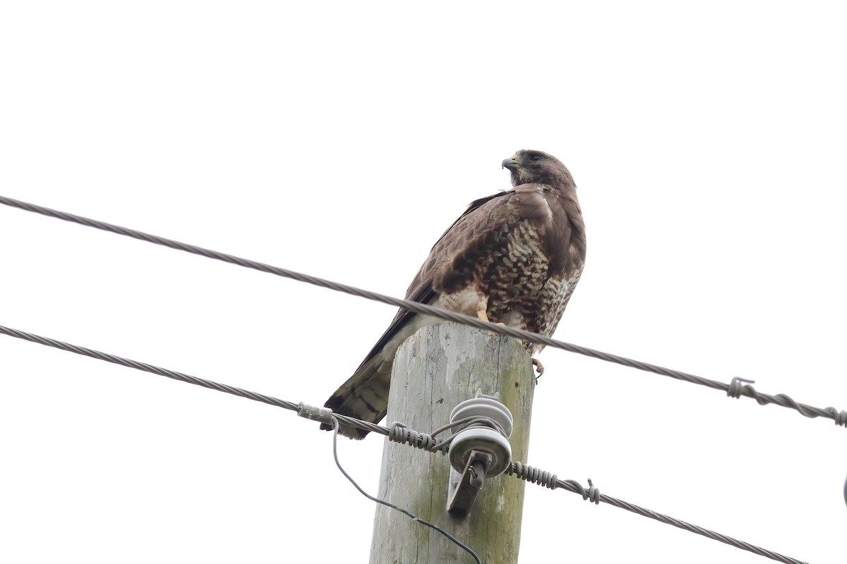 Swainson's Hawk - ML635367681