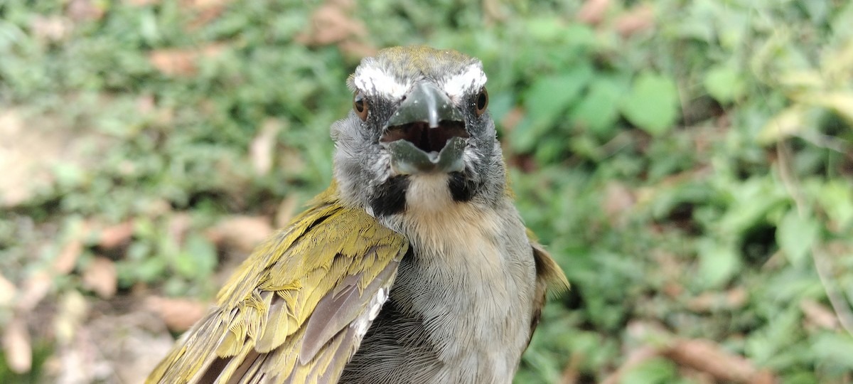 Buff-throated Saltator - ML635367690