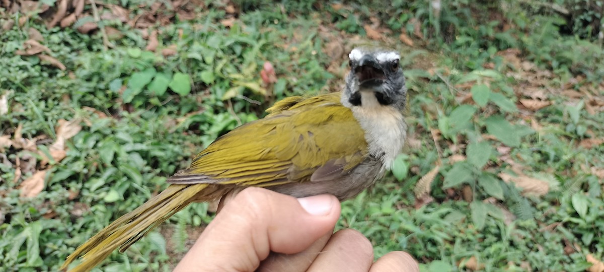 Buff-throated Saltator - ML635367693