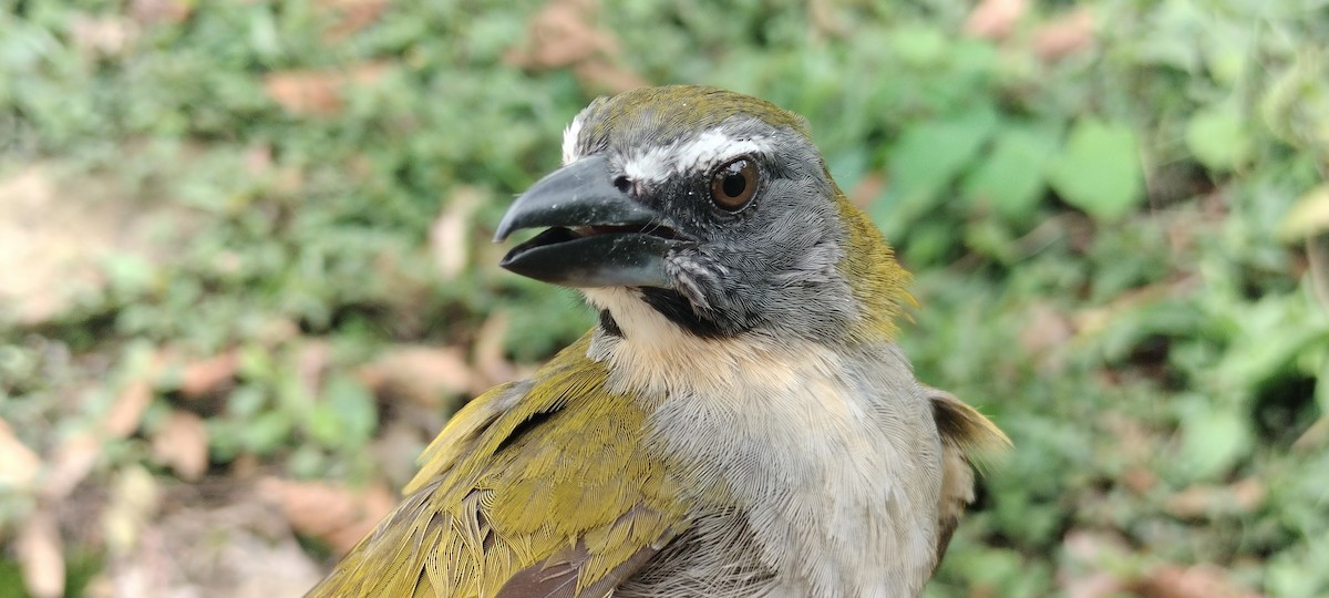 Buff-throated Saltator - ML635367696