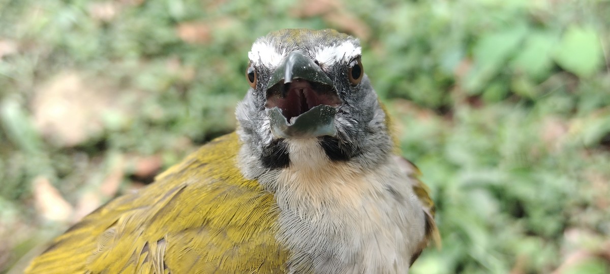 Buff-throated Saltator - ML635367698