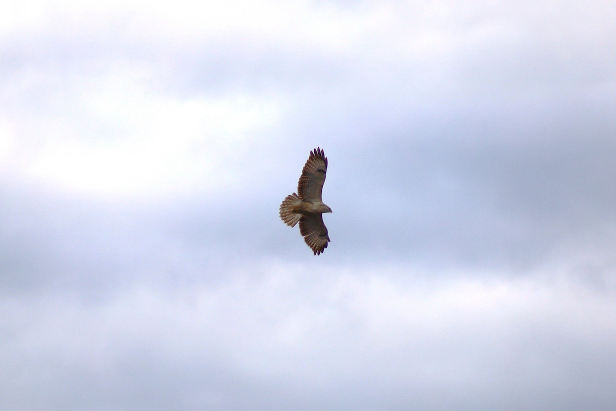 Common Buzzard - ML635367700