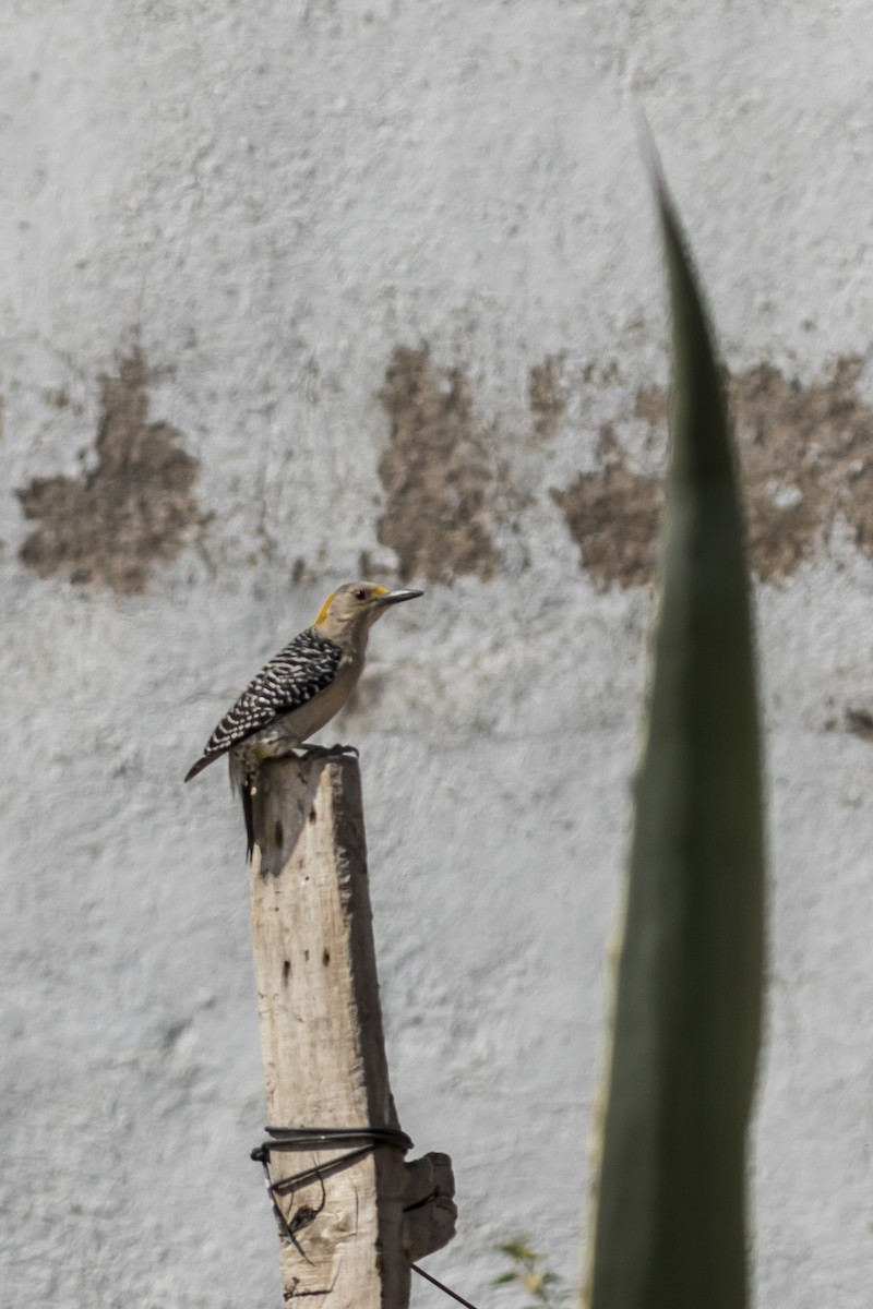 Golden-fronted Woodpecker - ML635367701