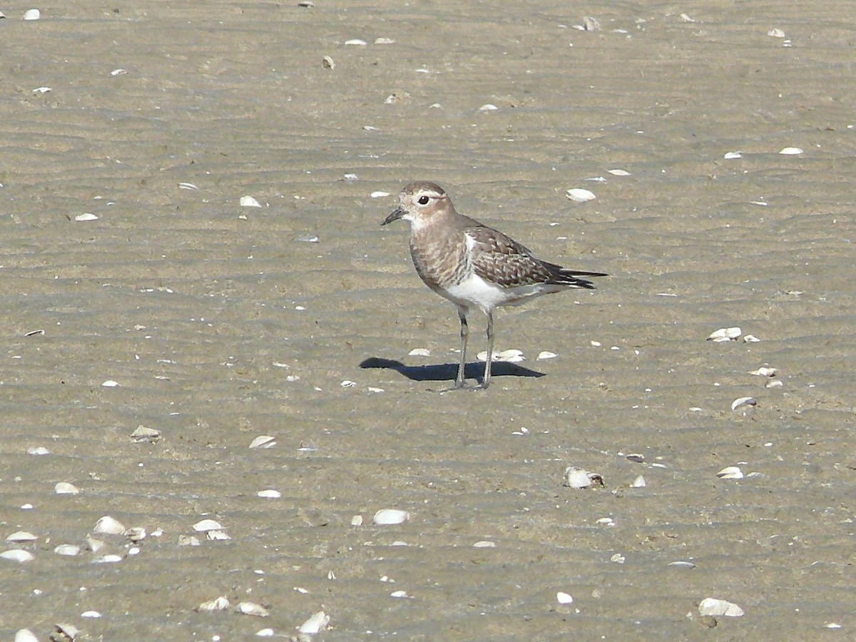 Rufous-chested Dotterel - ML635367703