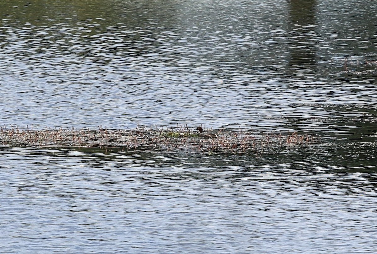 Little Grebe - ML635367705