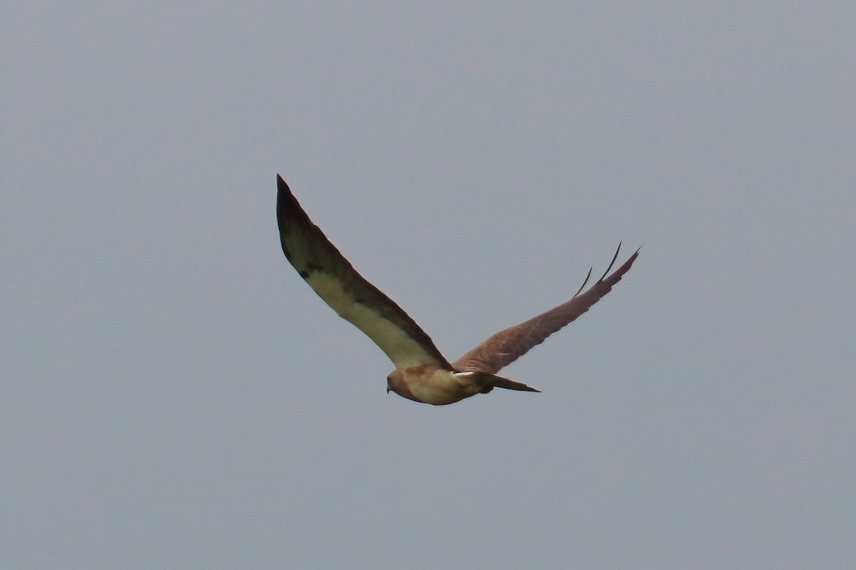 Swainson's Hawk - ML635367707