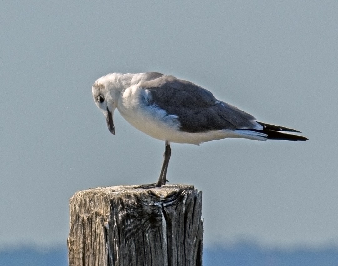 Laughing Gull - ML635367708