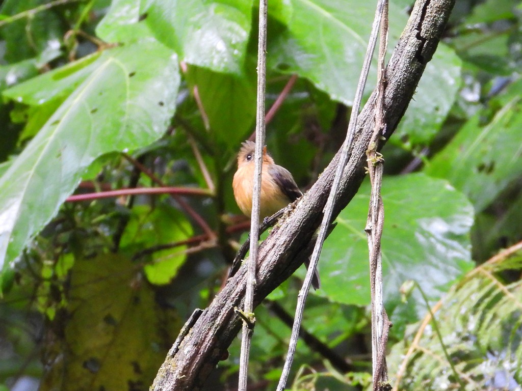 Tufted Flycatcher - ML635367709