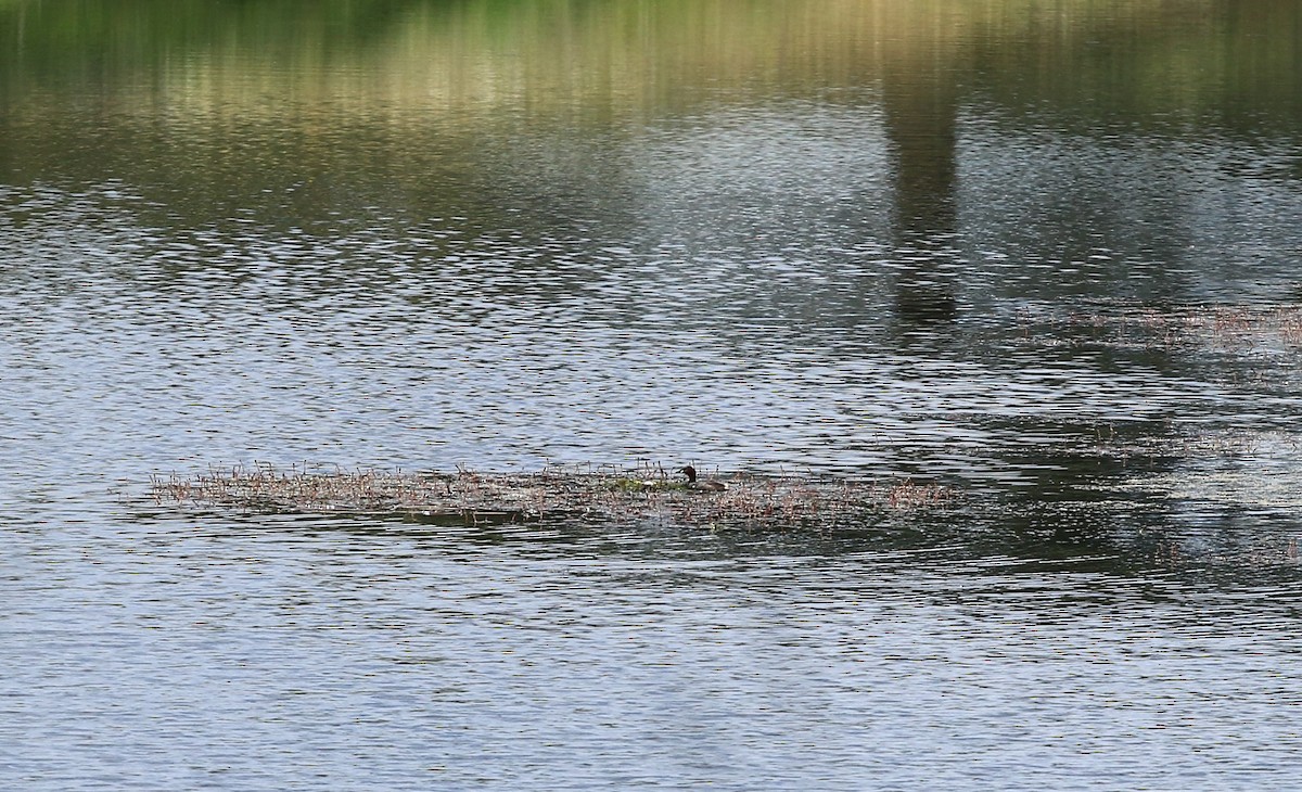 Little Grebe - ML635367710