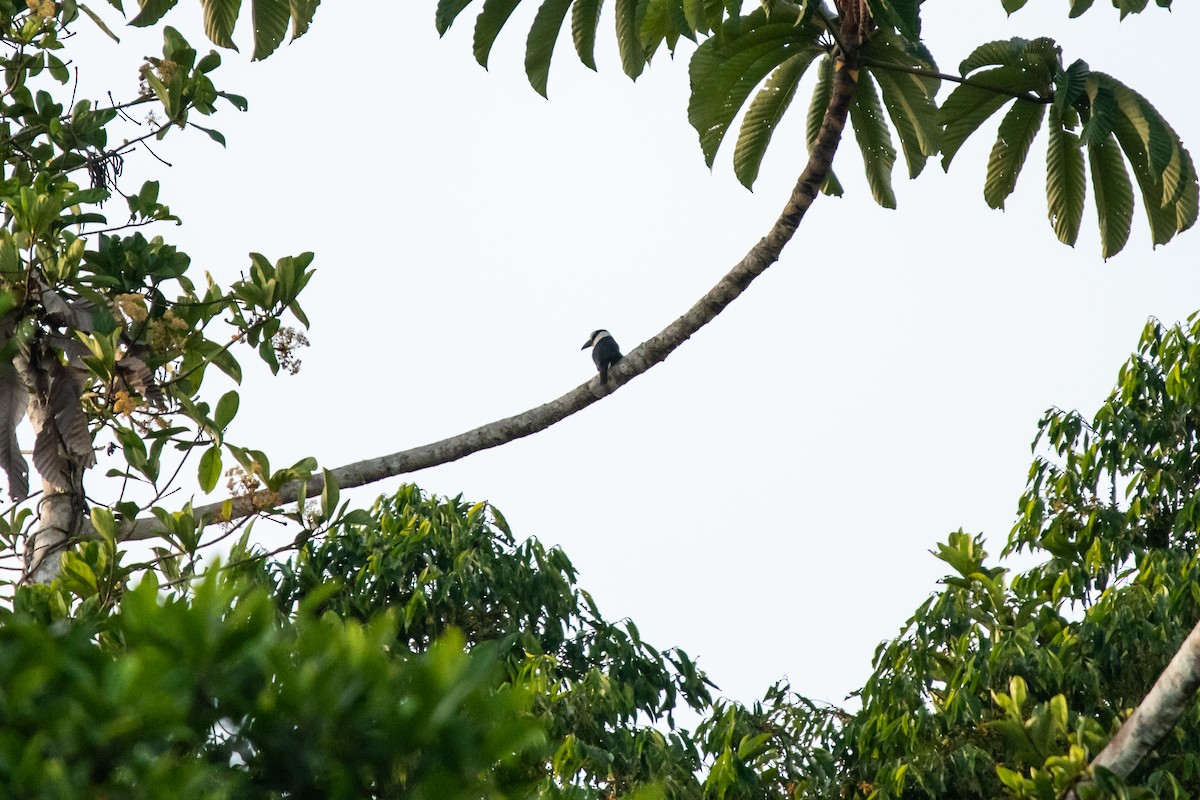 White-necked Puffbird - ML635367711