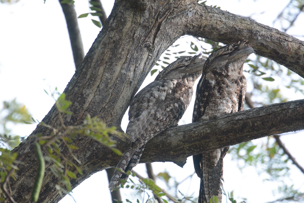 Papuan Frogmouth - ML635367712