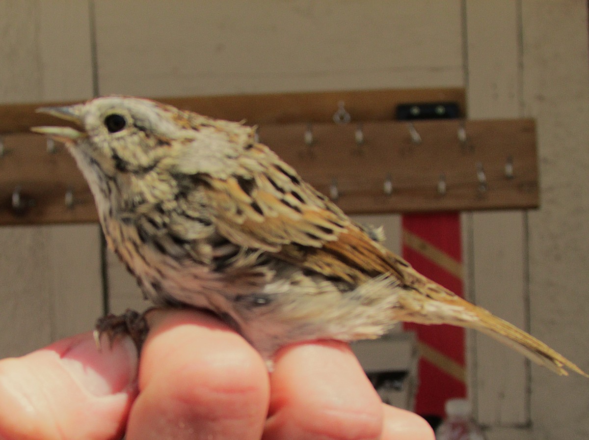 Lincoln's Sparrow - ML635367714