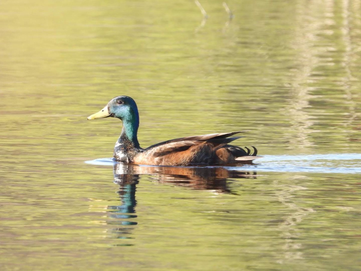 Mallard - ML635367715