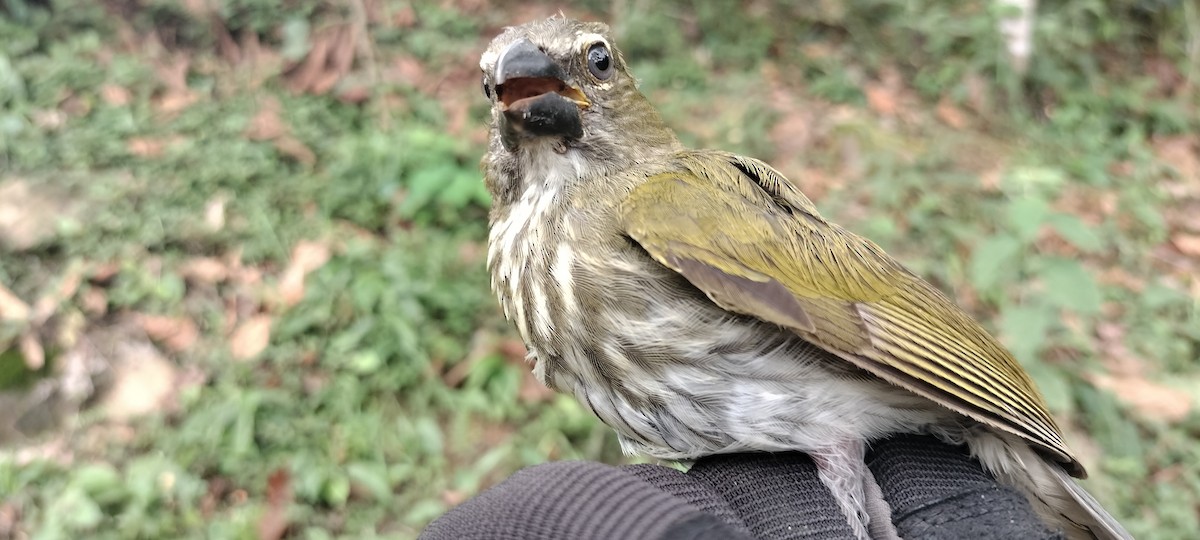 Streaked Saltator - ML635367718