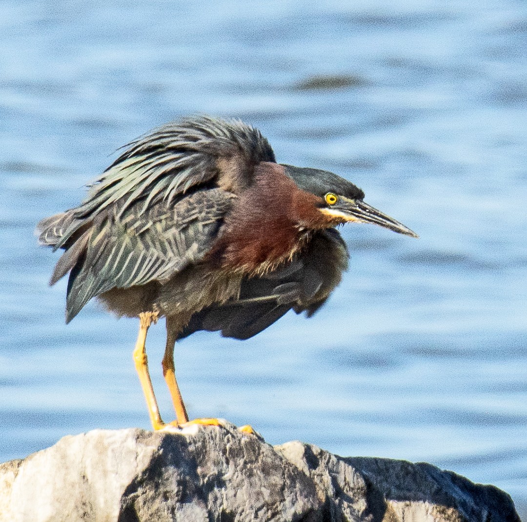 Green Heron - ML635367720