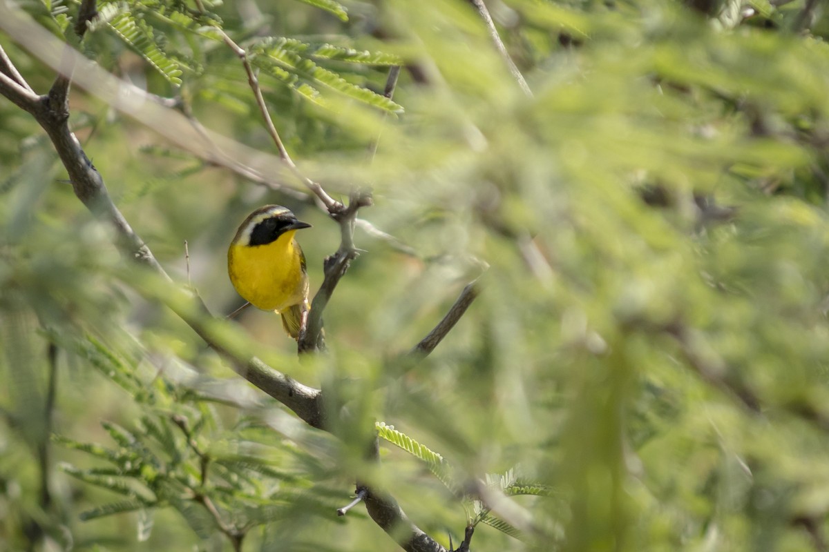 Common Yellowthroat - ML635367724