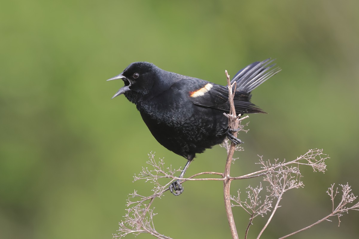 Red-winged Blackbird - ML635367726
