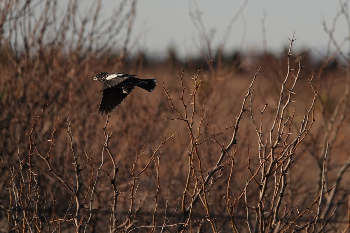 Lark Bunting - ML635367858